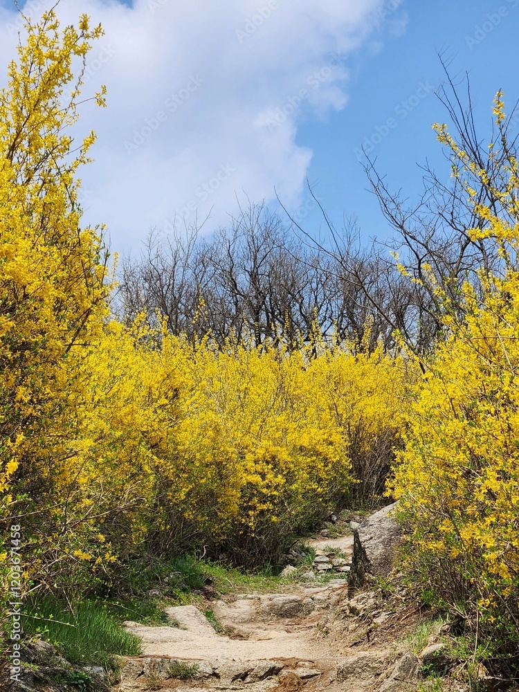 Fototapeta premium Cherry blossoms and forsythia in the park in spring, South Korea.