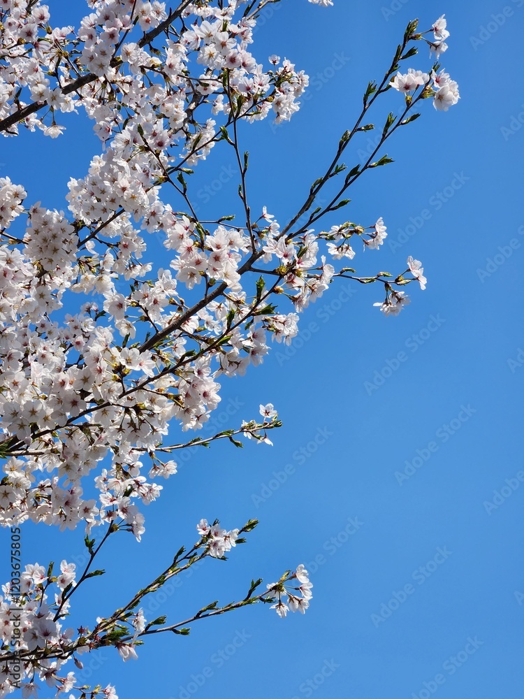 cherry flowers against blue sky. cherry blossoms in asia. spring. South Korea cherry flowers against blue sky. cherry blossoms in asia. spring. South Korea