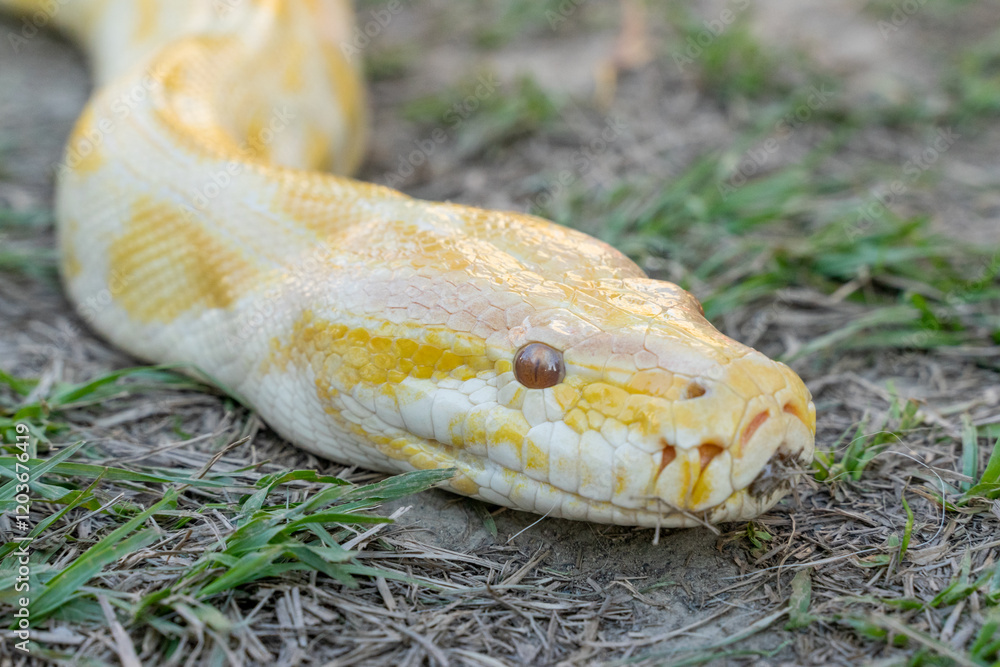 A stunning yellow Burmese python is sprawled across a vibrant green lawn, its sleek, golden scales gleaming under the sunlight. The intricate patterns on its body showcase the natural beauty A stunning yellow Burmese python is sprawled across a vibrant green lawn, its sleek, golden scales gleaming under the sunlight. The intricate patterns on its body showcase the natural beauty