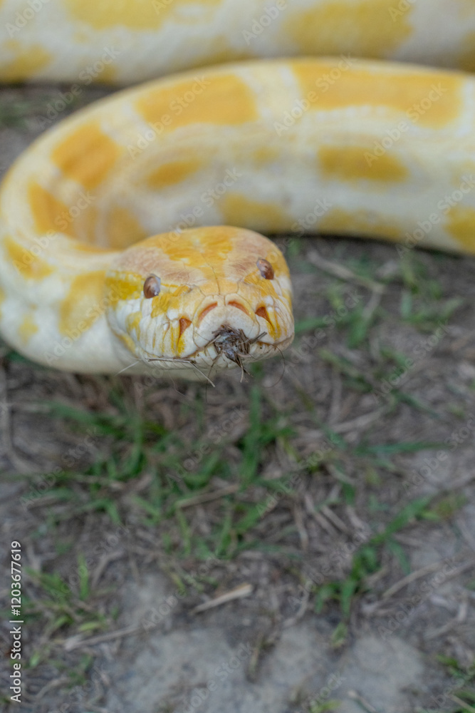 A stunning yellow Burmese python is sprawled across a vibrant green lawn, its sleek, golden scales gleaming under the sunlight. The intricate patterns on its body showcase the natural beauty A stunning yellow Burmese python is sprawled across a vibrant green lawn, its sleek, golden scales gleaming under the sunlight. The intricate patterns on its body showcase the natural beauty