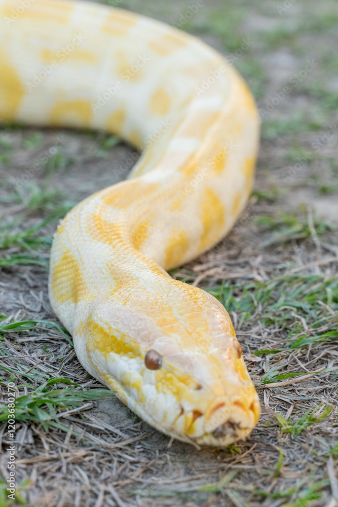 A stunning yellow Burmese python is sprawled across a vibrant green lawn, its sleek, golden scales gleaming under the sunlight. The intricate patterns on its body showcase the natural beauty A stunning yellow Burmese python is sprawled across a vibrant green lawn, its sleek, golden scales gleaming under the sunlight. The intricate patterns on its body showcase the natural beauty
