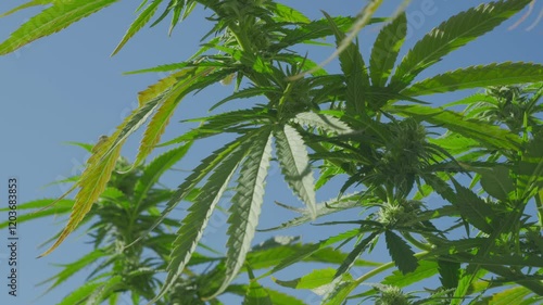 Marijuana plants on pot farm