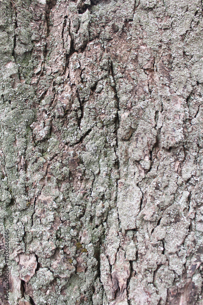natural background texture tree bark close-up natural background texture tree bark close-up