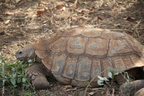 Schildkröte groß photo