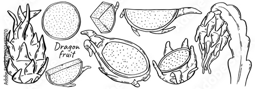 Dragon Fruit large hand drawn set. Tropical pitahaya food in ink sketch style isolated. Vector manual illustration collection.