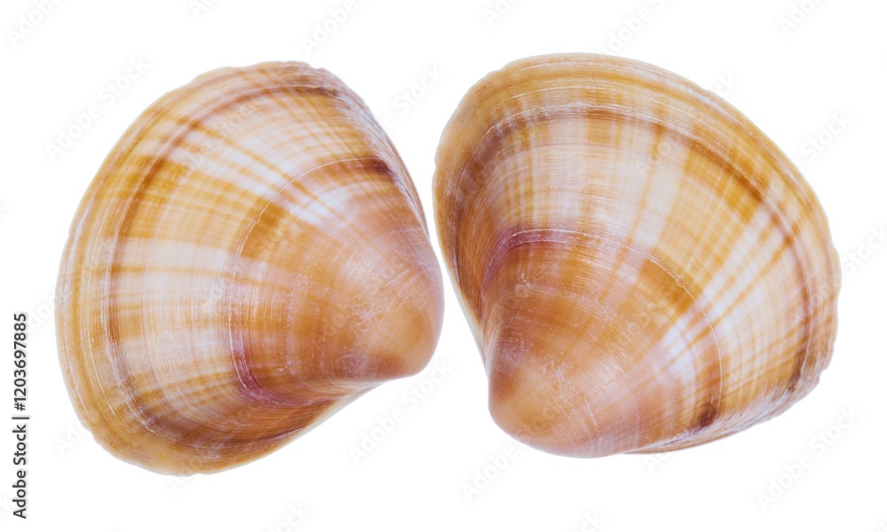 Beautiful Bivalvia mollusk shell isolated on white background, close up. Beautiful Bivalvia mollusk shell isolated on white background, close up.