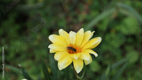 Gazania rigens yellow flowers treasure African daisies flowering plant yellow blooms. photo