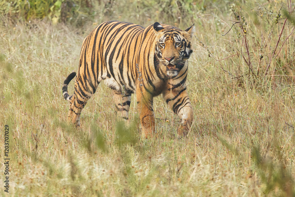 Naklejka premium Most Bold and Ferocious Male Tiger at Bandipur Tiger Reserve or National Park stalking at a deer