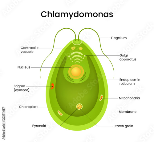 Chlamydomonas Algae Cell Structure Diagram