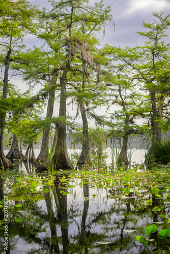 Obraz na płótnie Bald Cypress (Taxodium distichum) in water with reflection, Lake Norris, Florida, United States. w salonie