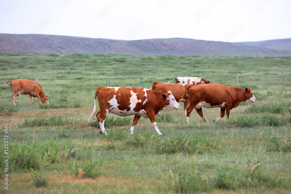 A herd of cattle on the prairie A herd of cattle on the prairie