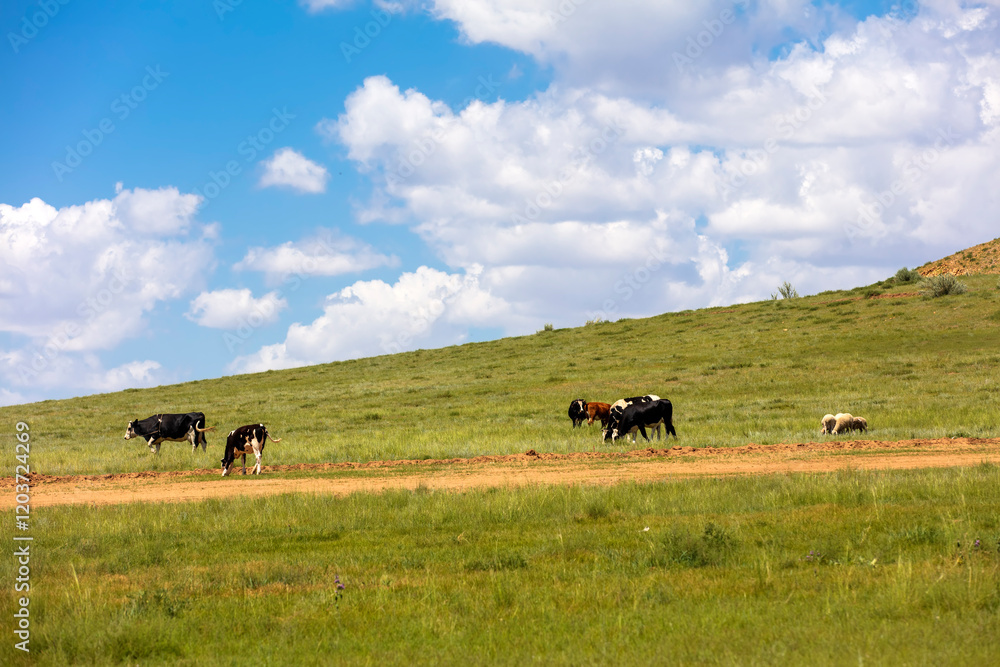 A herd of cattle on the prairie A herd of cattle on the prairie