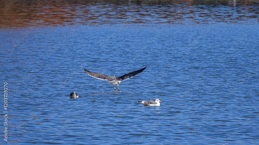 Bandas de aves acuáticas en el Lago de la Casa de Campo de Madrid Bandas de aves acuáticas en el Lago de la Casa de Campo de Madrid