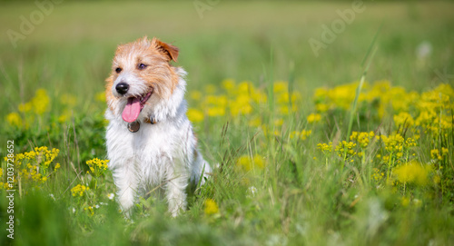 Happy panting pet dog sitting in the grass and smiling with flowers in spring. Springtime background. photo