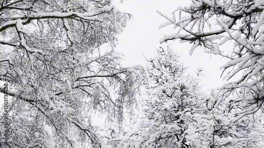 Snow-covered tree branches in winter, background White winter sky Snow-covered tree branches in winter, background White winter sky