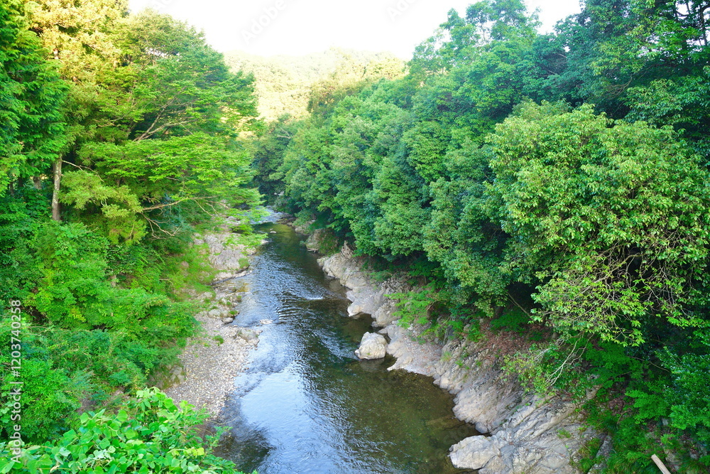 Fototapeta premium 夏の犬上川（滋賀県）