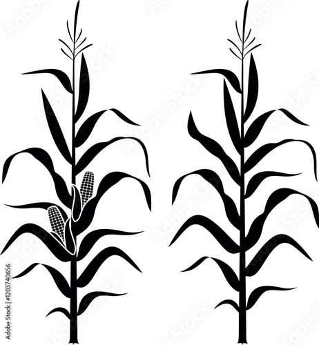 Corn stalk. Isolated corn on white background
