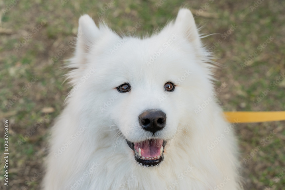 Samoyed dog on a lush green lawn, its fluffy white coat glowing under the natural light. The cheerful expression and sparkling eyes of the Samoyed exude friendliness and warmth Samoyed dog on a lush green lawn, its fluffy white coat glowing under the natural light. The cheerful expression and sparkling eyes of the Samoyed exude friendliness and warmth