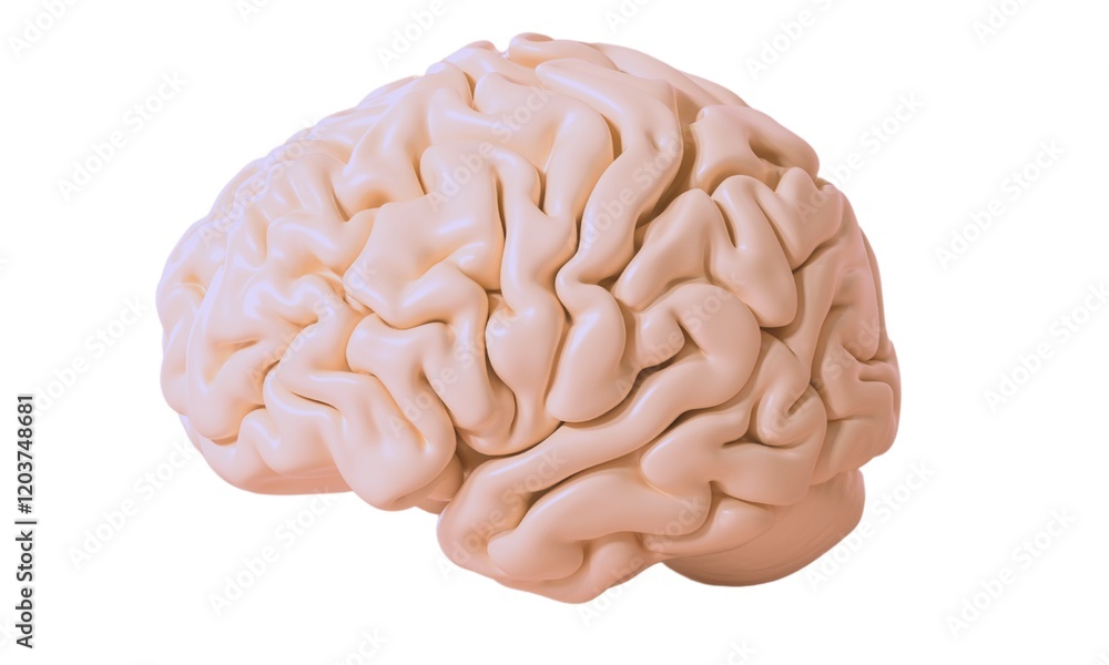 Human brain isolated on white background Human brain isolated on white background