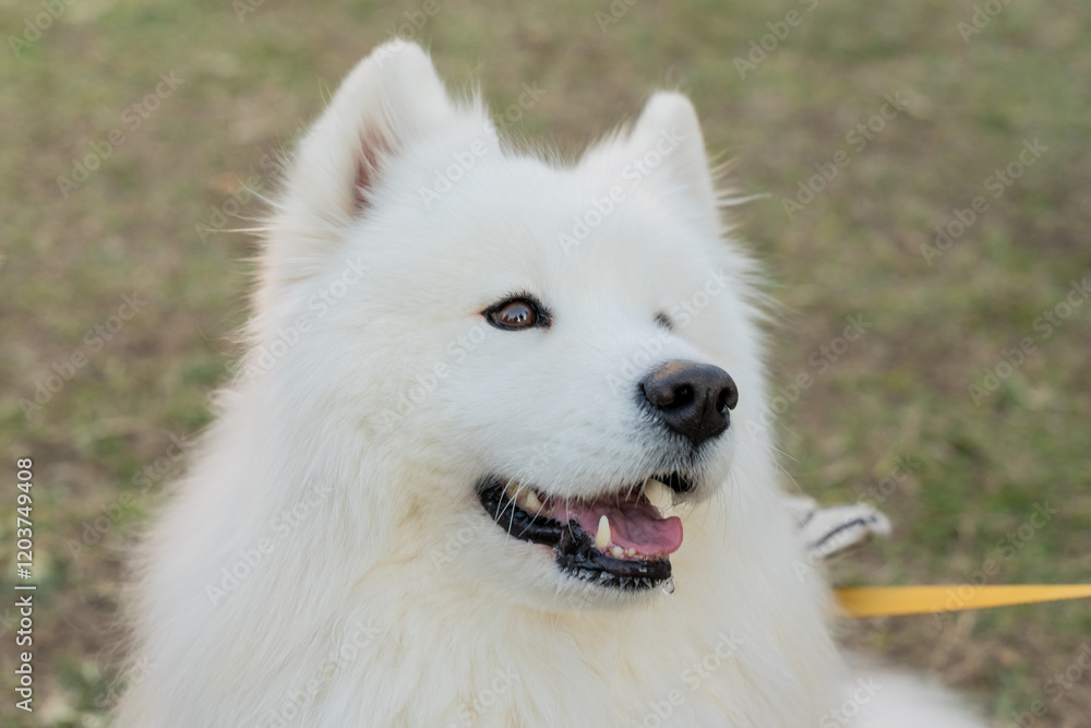 Spend a wonderful weekend afternoon with Samoyed in comfortable weather Spend a wonderful weekend afternoon with Samoyed in comfortable weather