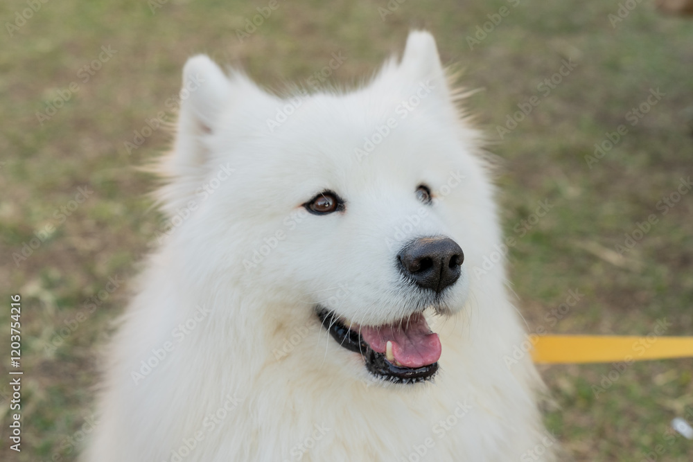 The Samoyed is a majestic and affectionate breed known for its thick, fluffy white coat and signature The Samoyed is a majestic and affectionate breed known for its thick, fluffy white coat and signature