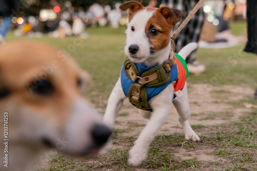 Φωτογραφία A lively Jack Russell Terrier is showcasing its energetic and playful nature