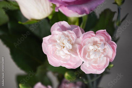 ピンクのカーネーション