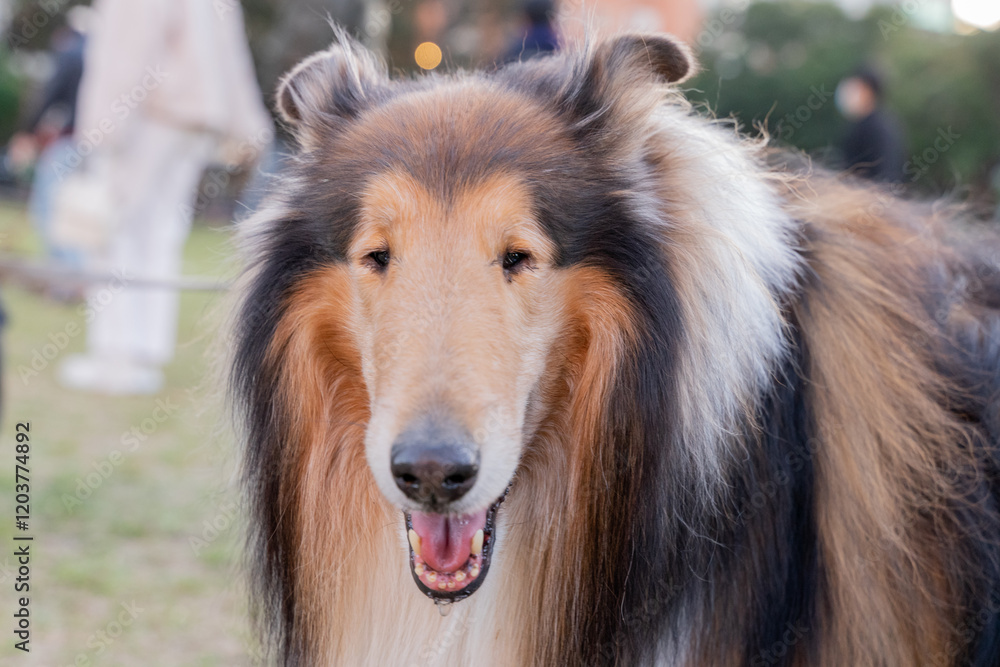 A beautiful Shetland Sheepdog, or Sheltie, sits gracefully on a lush green lawn, its tricolor coat glistening in the sunlight. The dog’s intelligent eyes and gentle demeanor radiate warmth and loyalty A beautiful Shetland Sheepdog, or Sheltie, sits gracefully on a lush green lawn, its tricolor coat glistening in the sunlight. The dog’s intelligent eyes and gentle demeanor radiate warmth and loyalty