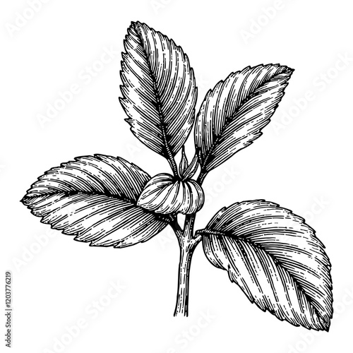 Mint Leaf Detailed Black and White Outline Line Art Drawing with Isolated Object