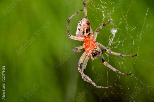 spider in its web lurking photo