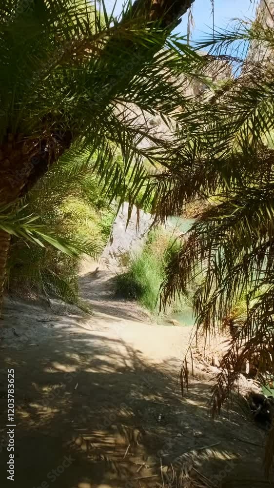 Walking with steadycam stedicam in the palm tree forest of Cretan date palm Phoenix theophrastii of Preveli, Crete island, Greece Walking with steadycam stedicam in the palm tree forest of Cretan date palm Phoenix theophrastii of Preveli, Crete island, Greece