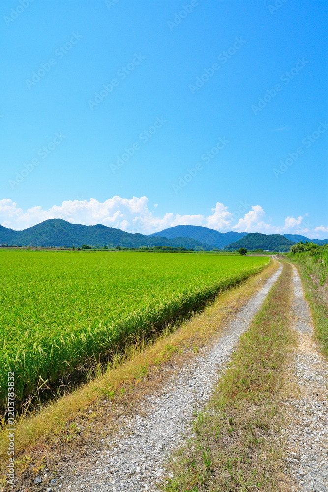 西の湖サイクリングロード(滋賀県) 西の湖サイクリングロード(滋賀県)
