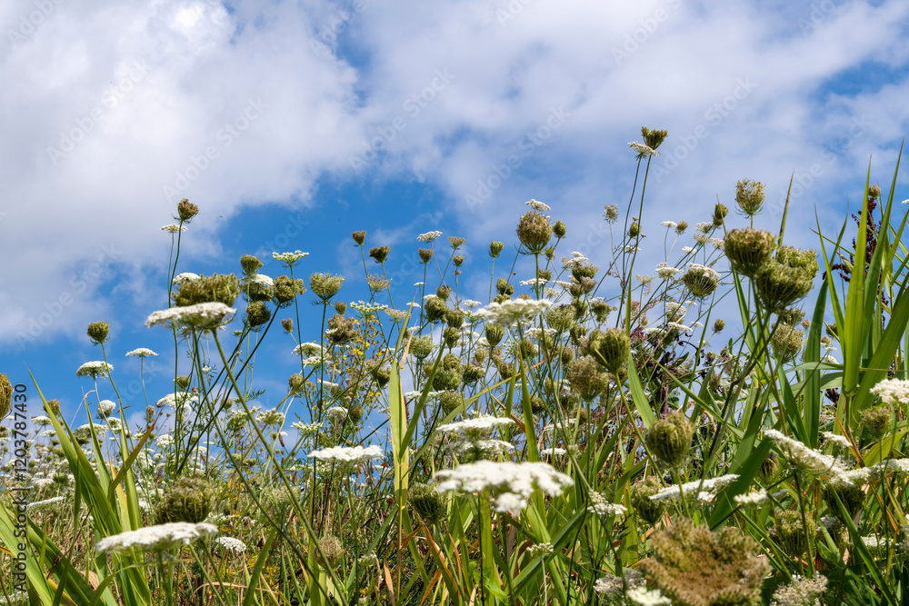 Obraz premium Low angle view of Wild Carrot plants (Daucus Carota) and other wildflowers and grasses against a background of blue sky and white clouds
