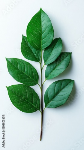 Lush green leaves arranged artistically on a pale background showcasing natur...