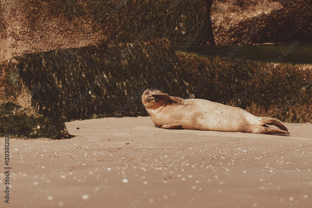 Fototapeta premium Dutch Common Seal on the beach in Scheveningen