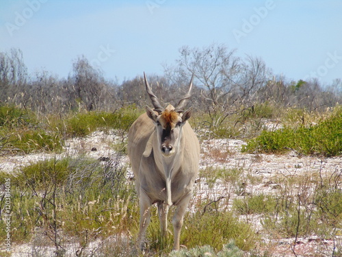 Fototapeta Eland Bull 
