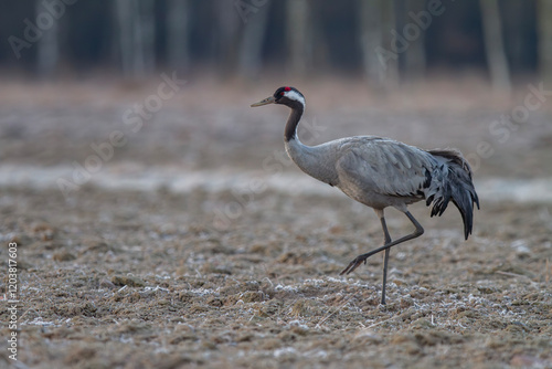 Żuraw, żuraw popielaty, żuraw szary, crane, Grus grus photo