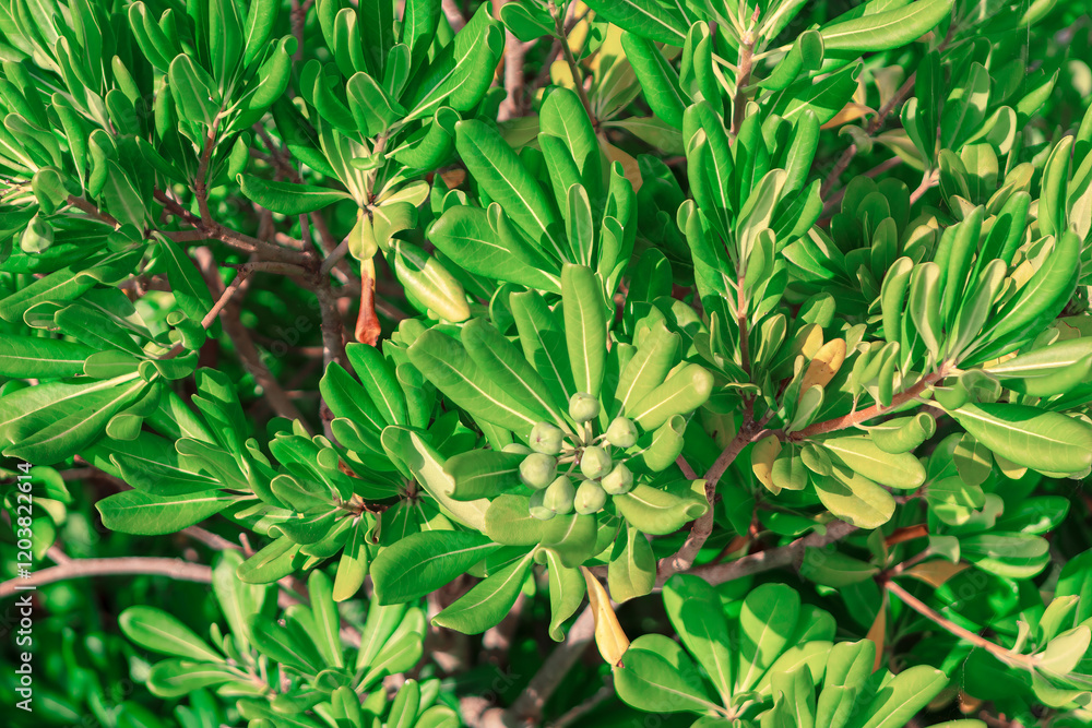 Lush tropical plant with numerous green leaves and a cluster of small green seeds in the center. Vibrant green foliage and the developing fruits make the plant visually appealing