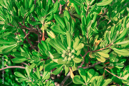 Obraz na płótnie Lush tropical plant with numerous green leaves and a cluster of small green seeds in the center. Vibrant green foliage and the developing fruits make the plant visually appealing w salonie