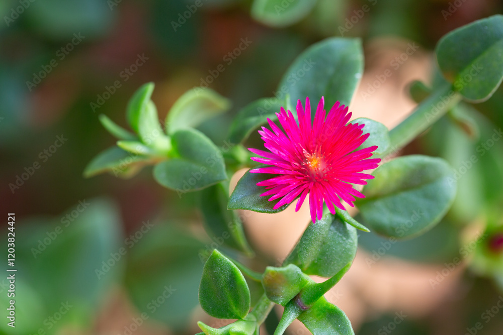 Macro shot of a vibrant red flower with yellow pollen at the center. The close-up view highlights the intricate structure and vivid colors of the petals of Aptenia Cordifolia or Baby Sun Rose Macro shot of a vibrant red flower with yellow pollen at the center. The close-up view highlights the intricate structure and vivid colors of the petals of Aptenia Cordifolia or Baby Sun Rose