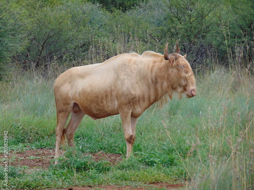 Fototapeta Royal Wildbeest