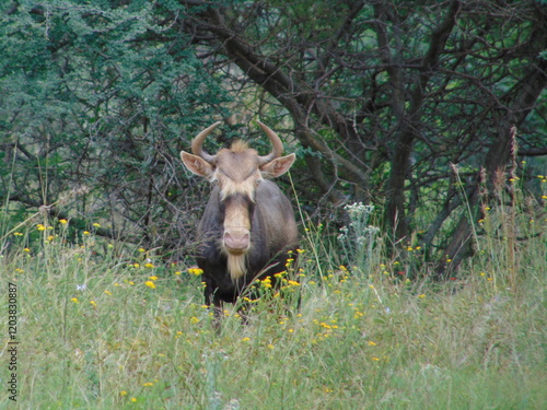 Fototapeta King wildebeest