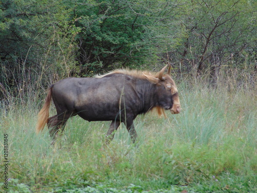 Obraz w ramie King wildebeest