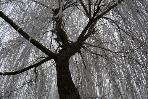 A weeping willow tree in winter stands with bare branches covered in frost, creating a delicate, ethereal canopy of white, contrasted by its dark, gnarled trunk. 