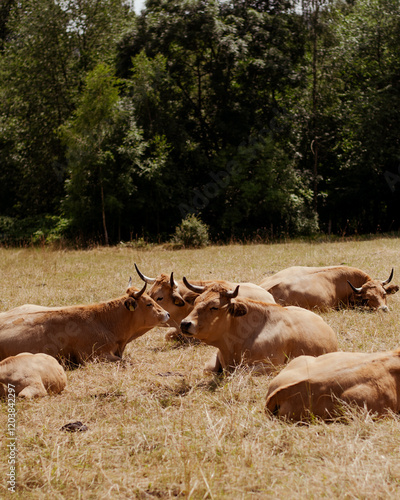herd of cows in field