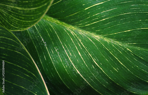 Close-up macro green leave texture tropical forest plant.abstract nature background.Curve leaf botanical foliage dark desktop wallpaper.