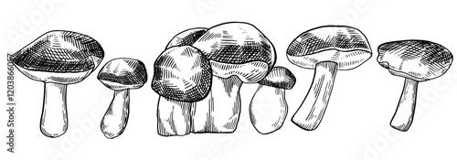 Mushroom set in sketch style. Mushrooms hand drawn set. Vector ink illustration.