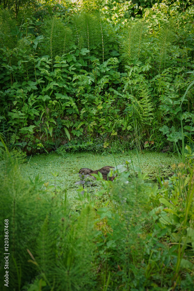Brown female mallard duck hiding and looking for food between the grass on overgrown swamp water pond, Muenster botanical garden, Germany Brown female mallard duck hiding and looking for food between the grass on overgrown swamp water pond, Muenster botanical garden, Germany