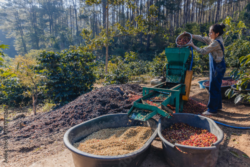 Worker in Wet process for ripe coffee wash in pulping machine. Process Harvest coffee beans to have their pulp remove. Farmer using a coffee cherry pulping machine to process beans photo