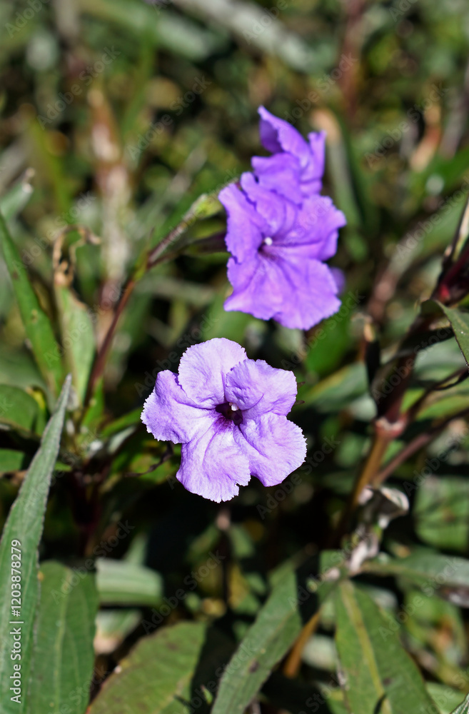 Mexican petunia or Mexican bluebell (Ruellia simplex) on garden in Teresopolis, Rio de Janeiro, Brazil